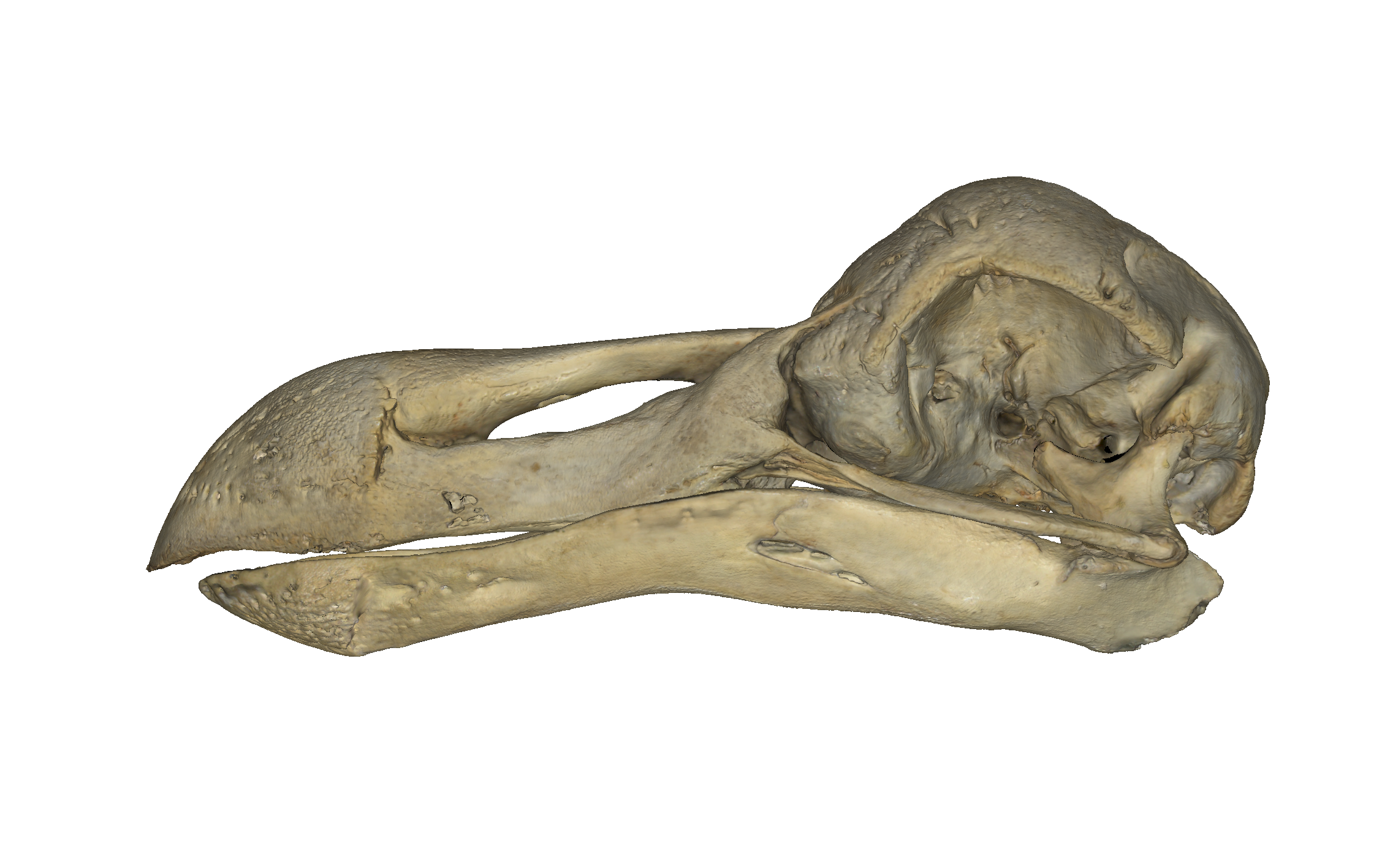 Digitised scanning of a dodo skull