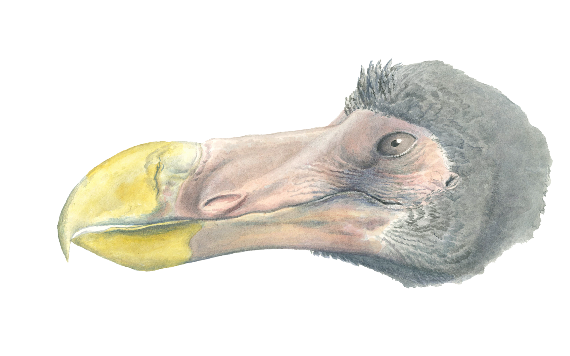 Digital recreation of how this dodo would have looked like
