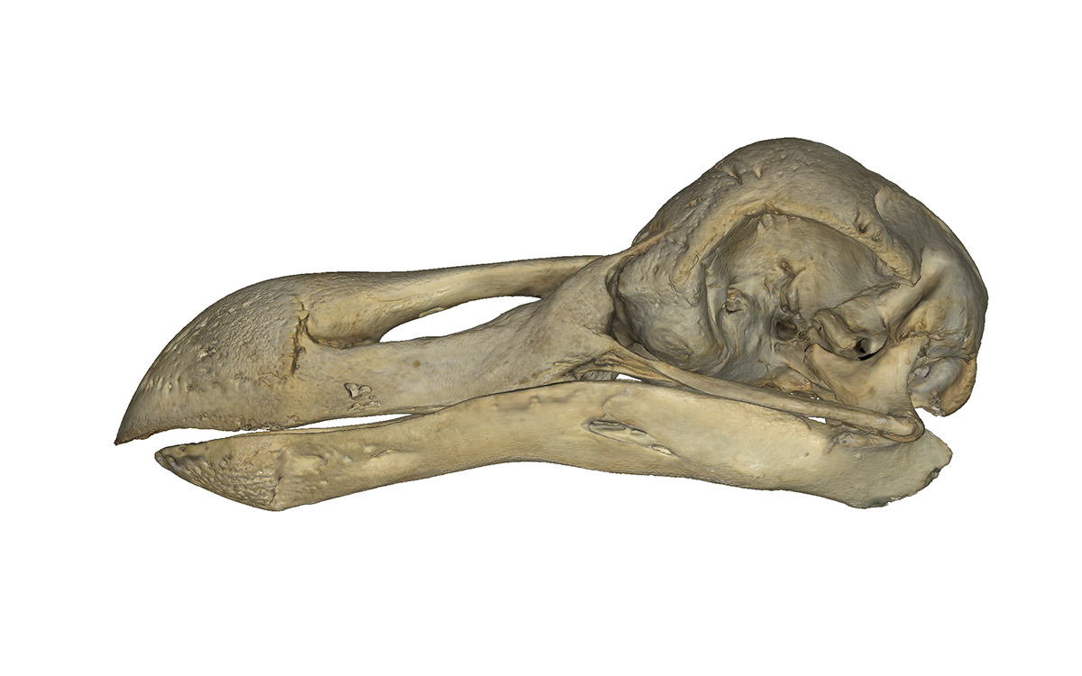 Copenhagen Dodo skull
