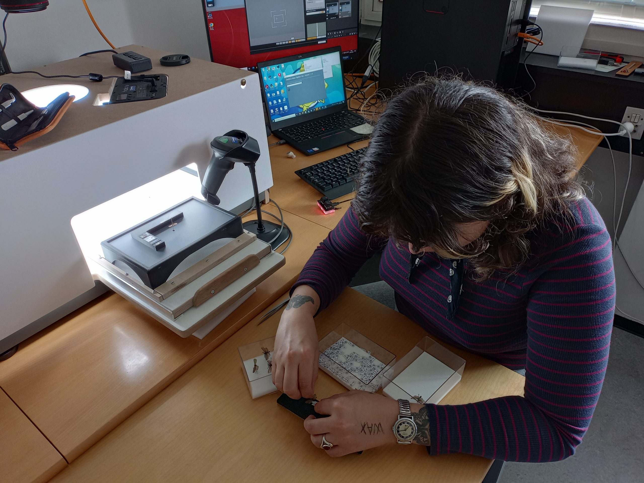 Digitaliseringsmedarbejder sidder med insekter på pinde