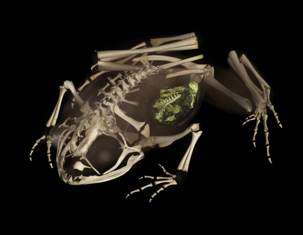 X-ray scanning af et eksemplar