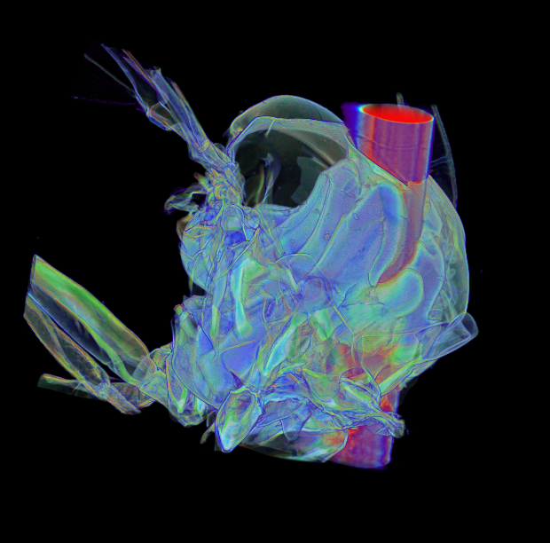 X-ray af flue