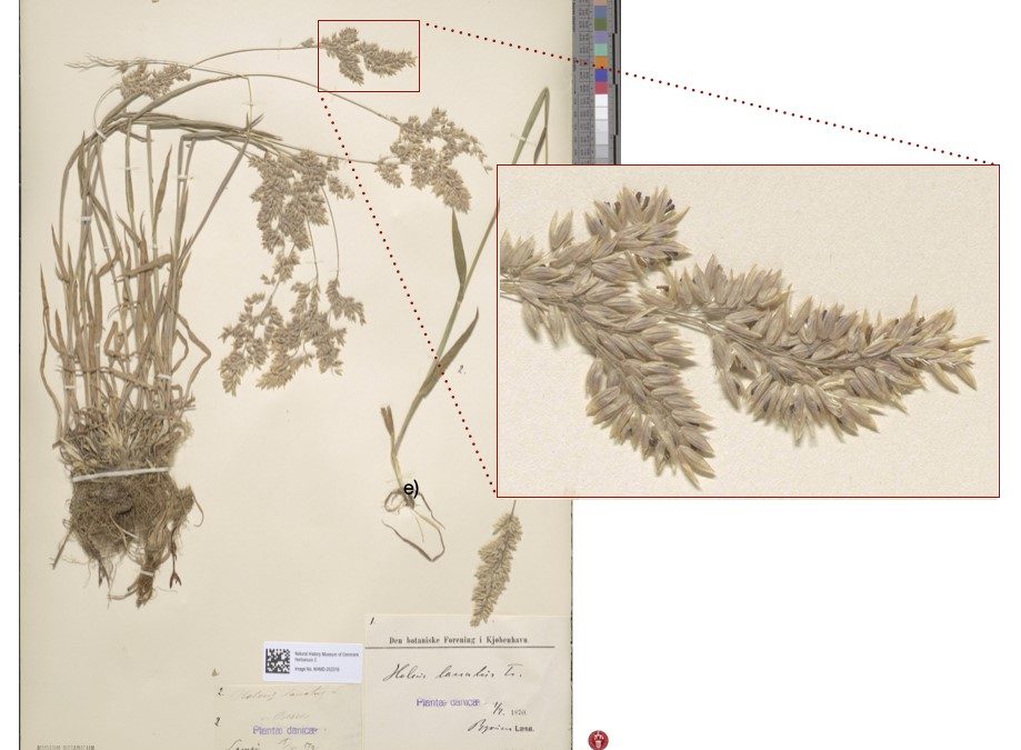 Herbarium specimens help allergy sufferers